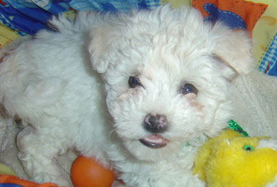 Cachorro de Bichon Maltés