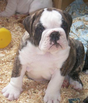 Fotos de un cachorro de Bulldog ingl&eacute;s