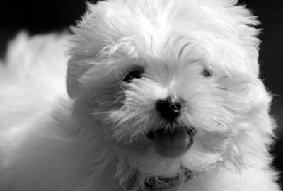 Perros Bichon Maltés