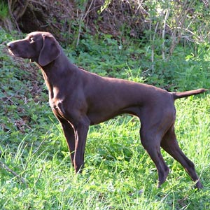 Perros Braco alem&aacute;n