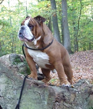 Perros Bulldog ingl&eacute;s
