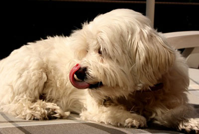 Raza Bichon Maltés